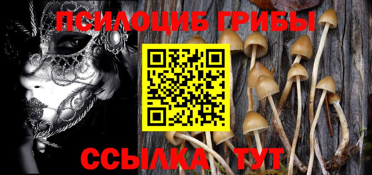 Галлюциногенные грибы Psilocybe Балтийск